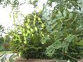 Princeton Upright Sophora / Sophora japonica 